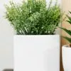 Marjoram Square Ceramic Pot White 7.5 Inch -Modest Clothing Sales 132701420Marjoram20Square20Ceramic20Pot20White207.520inch